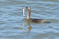 Podiceps major