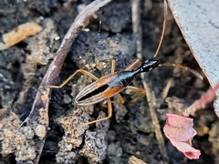 Myodocha serripes