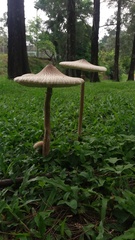 Macrolepiota colombiana