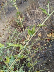 Malacothamnus fasciculatus