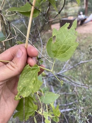 Clematis ligusticifolia