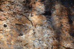 Liometopum occidentale