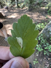 Phyllonorycter holodisci