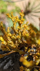 Arceuthobium campylopodum