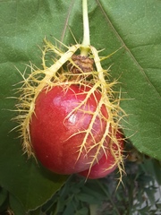 Passiflora ciliata