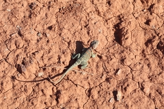 Crotaphytus collaris