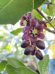 Lardizabala biternata