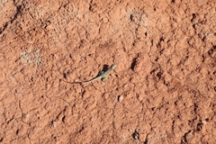 Crotaphytus collaris
