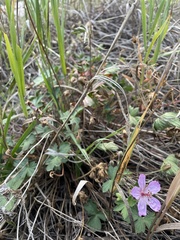 Geranium caespitosum