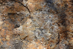 Liometopum occidentale