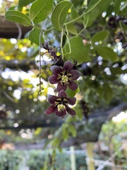 Lardizabala biternata