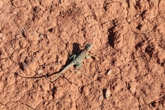 Crotaphytus collaris
