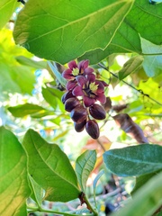 Lardizabala biternata