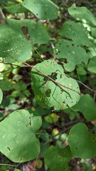 Diapheromera femorata