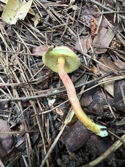 Hortiboletus