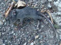 Rattus rattus