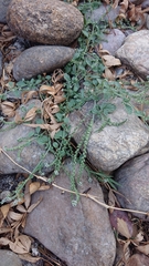 Heliotropium supinum