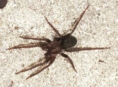 Anachemmis
