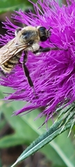 Bombus appositus