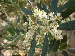 Olea europaea europaea