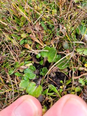 Ranunculus royi