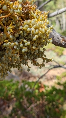 Arceuthobium campylopodum