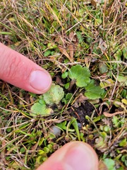 Ranunculus royi