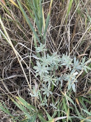 Lupinus argenteus