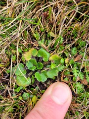 Ranunculus royi