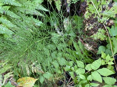 Equisetum sylvaticum
