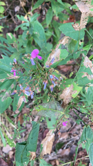 Desmodium paniculatum