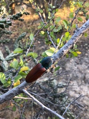 Chalcolepidius rubripennis