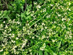 Galium album