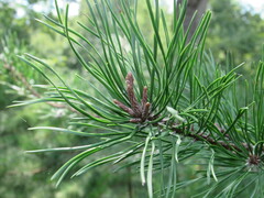 Pinus virginiana