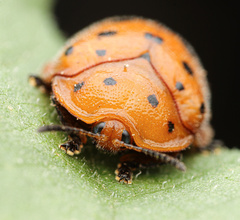 Chelymorpha phytophagica