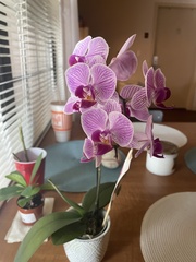 Phalaenopsis
