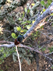 Chalcolepidius rubripennis