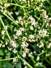 Galium album