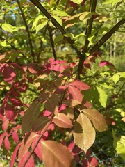 Euonymus alatus