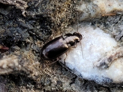 Selenophorus