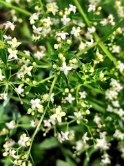 Galium album