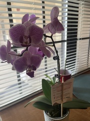 Phalaenopsis