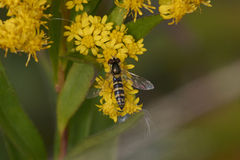 Sphaerophoria scripta