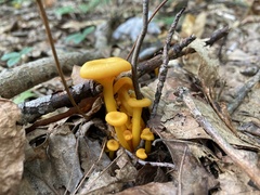 Gloioxanthomyces nitidus