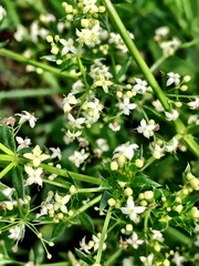 Galium album