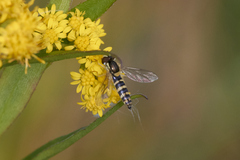 Sphaerophoria scripta