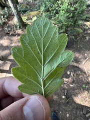 Phyllonorycter holodisci
