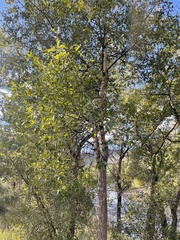 Populus angustifolia