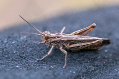 Chorthippus biguttulus