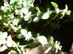 Origanum